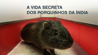 The Secret Lives of Guinea Pigs (2013)